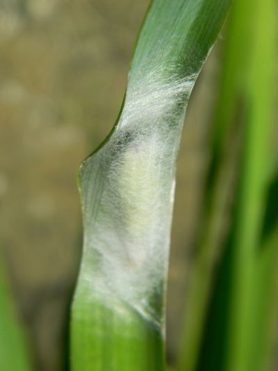 Plusia...? Plusia cfr. festucae